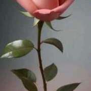 ヒメ日記 2025/04/08 06:24 投稿 野上 熟女の風俗最終章 横浜本店