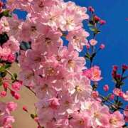 ヒメ日記 2025/04/09 08:33 投稿 野上 熟女の風俗最終章 横浜本店