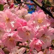 ヒメ日記 2025/04/09 11:25 投稿 野上 熟女の風俗最終章 横浜本店