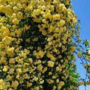 ヒメ日記 2025/05/02 12:05 投稿 野上 熟女の風俗最終章 横浜本店