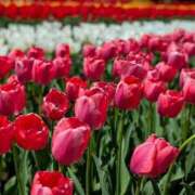 ヒメ日記 2025/05/03 07:12 投稿 野上 熟女の風俗最終章 横浜本店