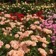 ヒメ日記 2025/05/16 12:10 投稿 野上 熟女の風俗最終章 横浜本店