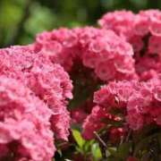 ヒメ日記 2025/05/25 10:07 投稿 野上 熟女の風俗最終章 横浜本店