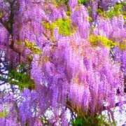 ヒメ日記 2025/05/26 07:34 投稿 野上 熟女の風俗最終章 横浜本店