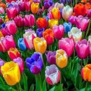 ヒメ日記 2025/05/27 07:24 投稿 野上 熟女の風俗最終章 横浜本店