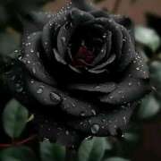 ヒメ日記 2025/06/02 11:17 投稿 野上 熟女の風俗最終章 横浜本店