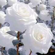 ヒメ日記 2025/06/27 08:04 投稿 野上 熟女の風俗最終章 横浜本店