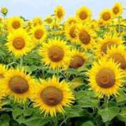 ヒメ日記 2025/07/03 08:04 投稿 野上 熟女の風俗最終章 横浜本店