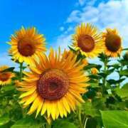 ヒメ日記 2025/07/09 09:24 投稿 野上 熟女の風俗最終章 横浜本店