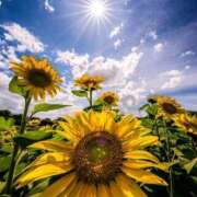 ヒメ日記 2025/07/11 11:10 投稿 野上 熟女の風俗最終章 横浜本店