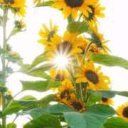 ヒメ日記 2025/07/13 07:48 投稿 野上 熟女の風俗最終章 横浜本店