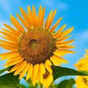 ヒメ日記 2025/07/21 06:54 投稿 野上 熟女の風俗最終章 横浜本店