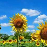 ヒメ日記 2025/07/31 08:34 投稿 野上 熟女の風俗最終章 横浜本店