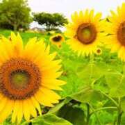 ヒメ日記 2025/07/31 12:06 投稿 野上 熟女の風俗最終章 横浜本店