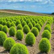 ヒメ日記 2025/08/05 12:06 投稿 野上 熟女の風俗最終章 横浜本店