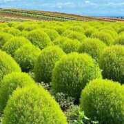 ヒメ日記 2025/08/31 13:14 投稿 野上 熟女の風俗最終章 横浜本店