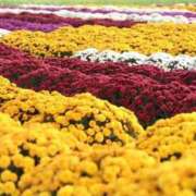 ヒメ日記 2025/09/05 12:08 投稿 野上 熟女の風俗最終章 横浜本店