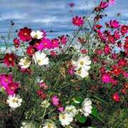 ヒメ日記 2025/09/20 00:14 投稿 野上 熟女の風俗最終章 横浜本店