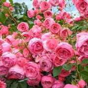 ヒメ日記 2025/10/02 13:06 投稿 野上 熟女の風俗最終章 横浜本店