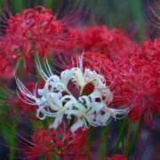 ヒメ日記 2025/10/03 09:59 投稿 野上 熟女の風俗最終章 横浜本店