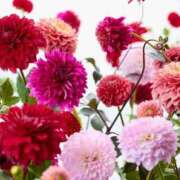 ヒメ日記 2025/10/17 16:22 投稿 野上 熟女の風俗最終章 横浜本店