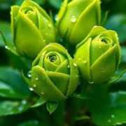 ヒメ日記 2025/11/21 07:24 投稿 野上 熟女の風俗最終章 横浜本店