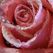 ヒメ日記 2025/11/25 07:37 投稿 野上 熟女の風俗最終章 横浜本店