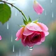 ヒメ日記 2025/11/27 23:44 投稿 野上 熟女の風俗最終章 横浜本店