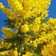 ヒメ日記 2025/11/30 09:34 投稿 野上 熟女の風俗最終章 横浜本店