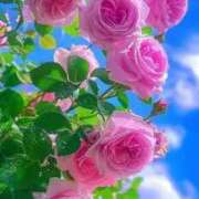 ヒメ日記 2025/12/01 16:16 投稿 野上 熟女の風俗最終章 横浜本店