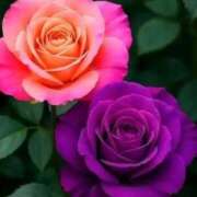 ヒメ日記 2025/12/05 22:24 投稿 野上 熟女の風俗最終章 横浜本店