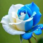 ヒメ日記 2025/12/06 03:21 投稿 野上 熟女の風俗最終章 横浜本店