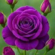 野上 有難う御座いました 熟女の風俗最終章 横浜本店