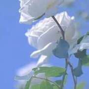 ヒメ日記 2025/12/18 14:15 投稿 野上 熟女の風俗最終章 横浜本店