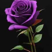 ヒメ日記 2025/12/19 03:54 投稿 野上 熟女の風俗最終章 横浜本店