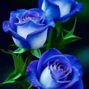 ヒメ日記 2025/12/20 07:13 投稿 野上 熟女の風俗最終章 横浜本店