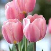 ヒメ日記 2026/01/09 12:14 投稿 野上 熟女の風俗最終章 横浜本店