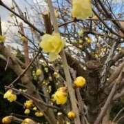 ヒメ日記 2026/01/23 10:17 投稿 野上 熟女の風俗最終章 横浜本店