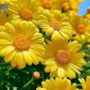 ヒメ日記 2026/02/26 12:49 投稿 野上 熟女の風俗最終章 横浜本店