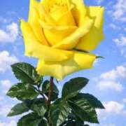 ヒメ日記 2026/02/27 10:16 投稿 野上 熟女の風俗最終章 横浜本店