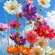 ヒメ日記 2026/03/12 12:54 投稿 野上 熟女の風俗最終章 横浜本店