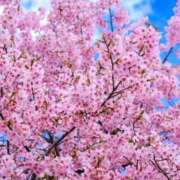 ヒメ日記 2026/03/24 10:14 投稿 野上 熟女の風俗最終章 横浜本店