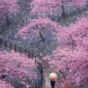 ヒメ日記 2026/03/26 19:34 投稿 野上 熟女の風俗最終章 横浜本店