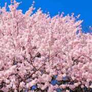 ヒメ日記 2026/03/29 08:34 投稿 野上 熟女の風俗最終章 横浜本店