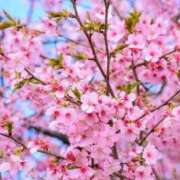 ヒメ日記 2026/03/30 12:11 投稿 野上 熟女の風俗最終章 横浜本店