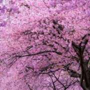 ヒメ日記 2026/04/02 12:30 投稿 野上 熟女の風俗最終章 横浜本店