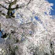 ヒメ日記 2026/04/08 10:15 投稿 野上 熟女の風俗最終章 横浜本店