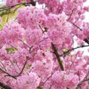 ヒメ日記 2026/04/12 10:14 投稿 野上 熟女の風俗最終章 横浜本店