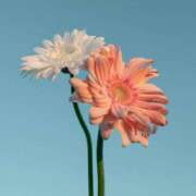 ヒメ日記 2025/12/15 11:38 投稿 あんず ピュアコス学園