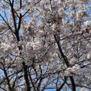 ヒメ日記 2025/04/01 04:33 投稿 ジュン ミセスコレクション